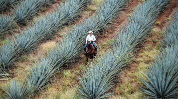 A man on horseback navigating through an expansive agave field