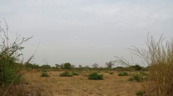 A field that has some plants in it