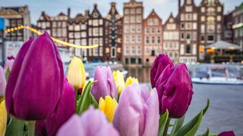 Tulips in Amsterdam