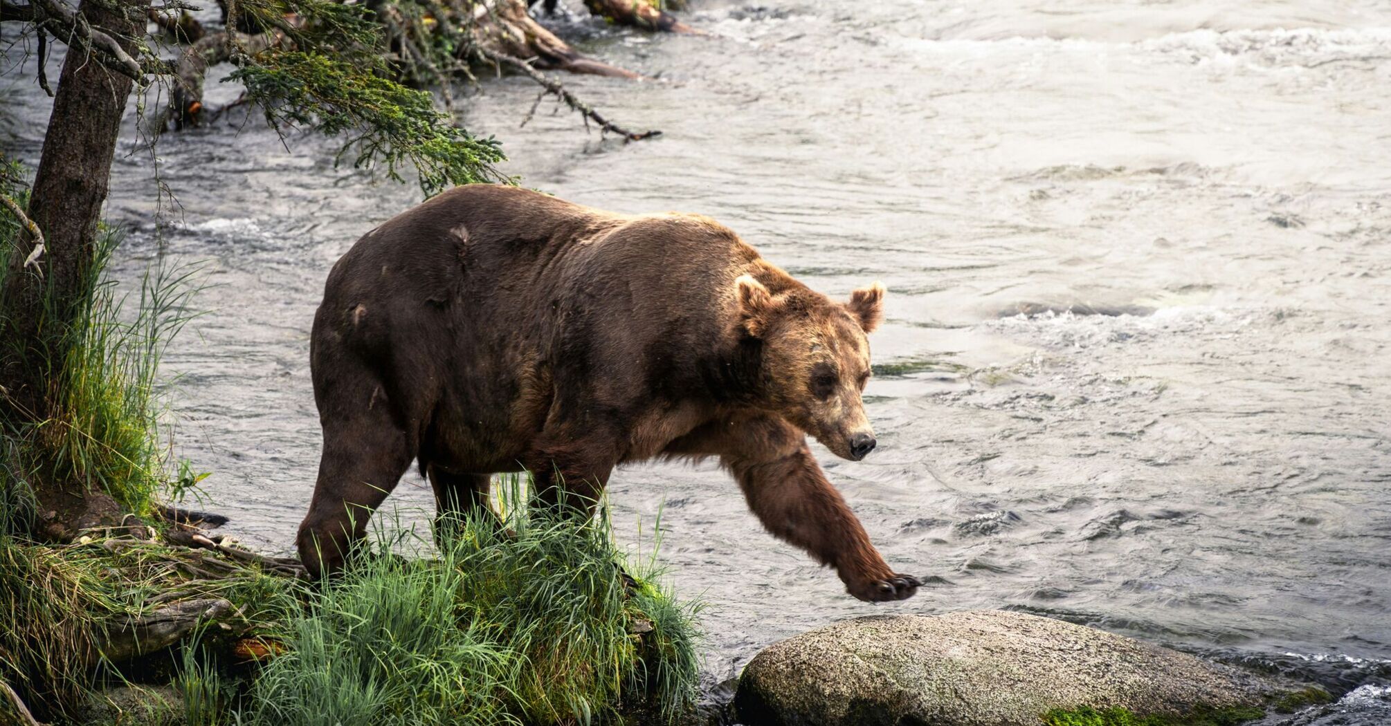 a large brown bear walking across a river