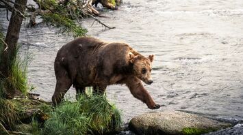 a large brown bear walking across a river