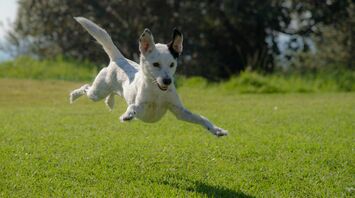 Dog wearing sunglasses lying on the floor