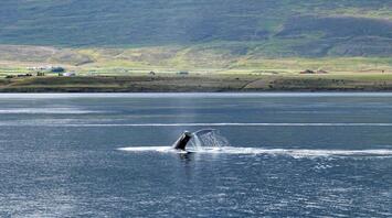 Humpback whale showing its tail in Tahiti waters