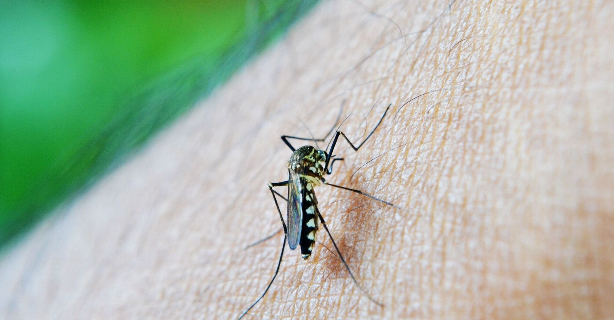 Mosquito could transmit Zica infection