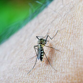 Mosquito could transmit Zica infection