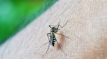 Mosquito could transmit Zica infection