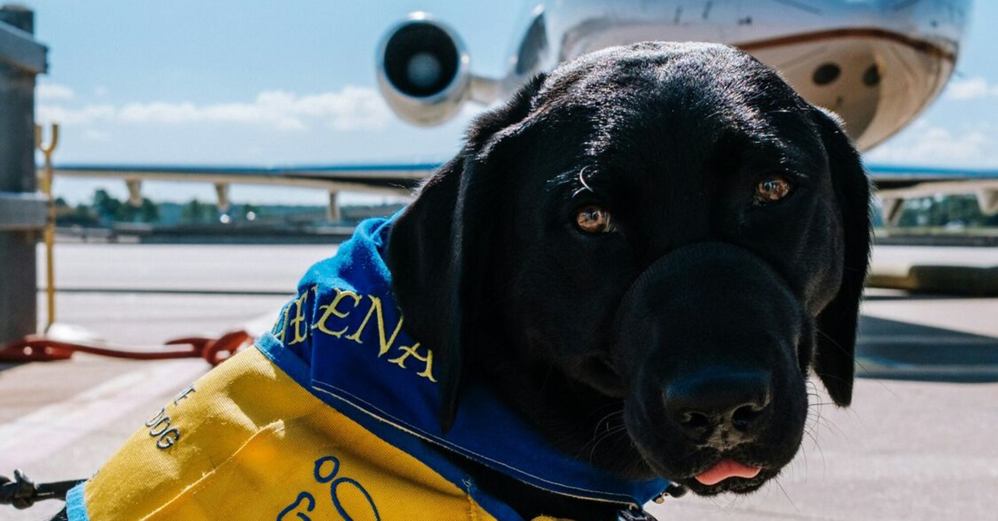 Service dog in yellow vest at airport with airplane in the background