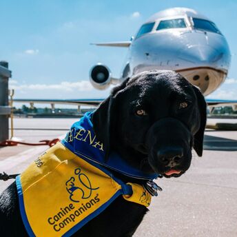 Service dog in yellow vest at airport with airplane in the background