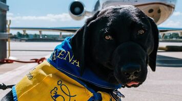 Service dog in yellow vest at airport with airplane in the background