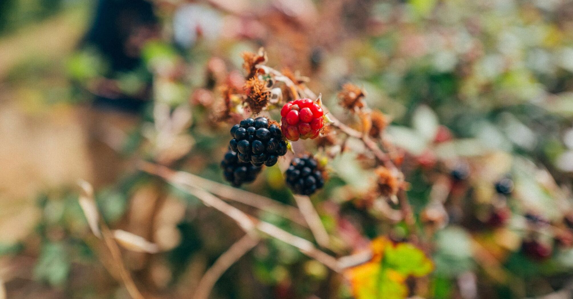 shallow focus photography of red and black berries
