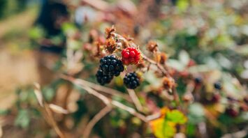 shallow focus photography of red and black berries