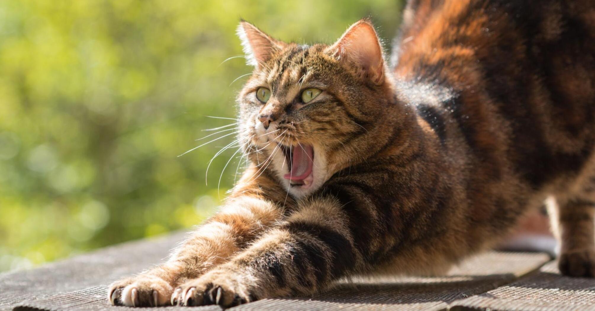 Cat yawning on the street