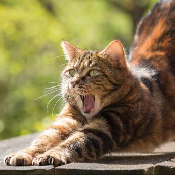 Cat yawning on the street