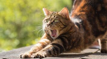 Cat yawning on the street