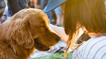 Woman with the labrador in the park on sunset