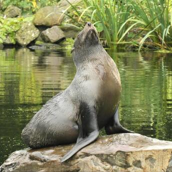 Seal basking on a rock by the water