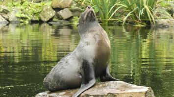 Seal basking on a rock by the water