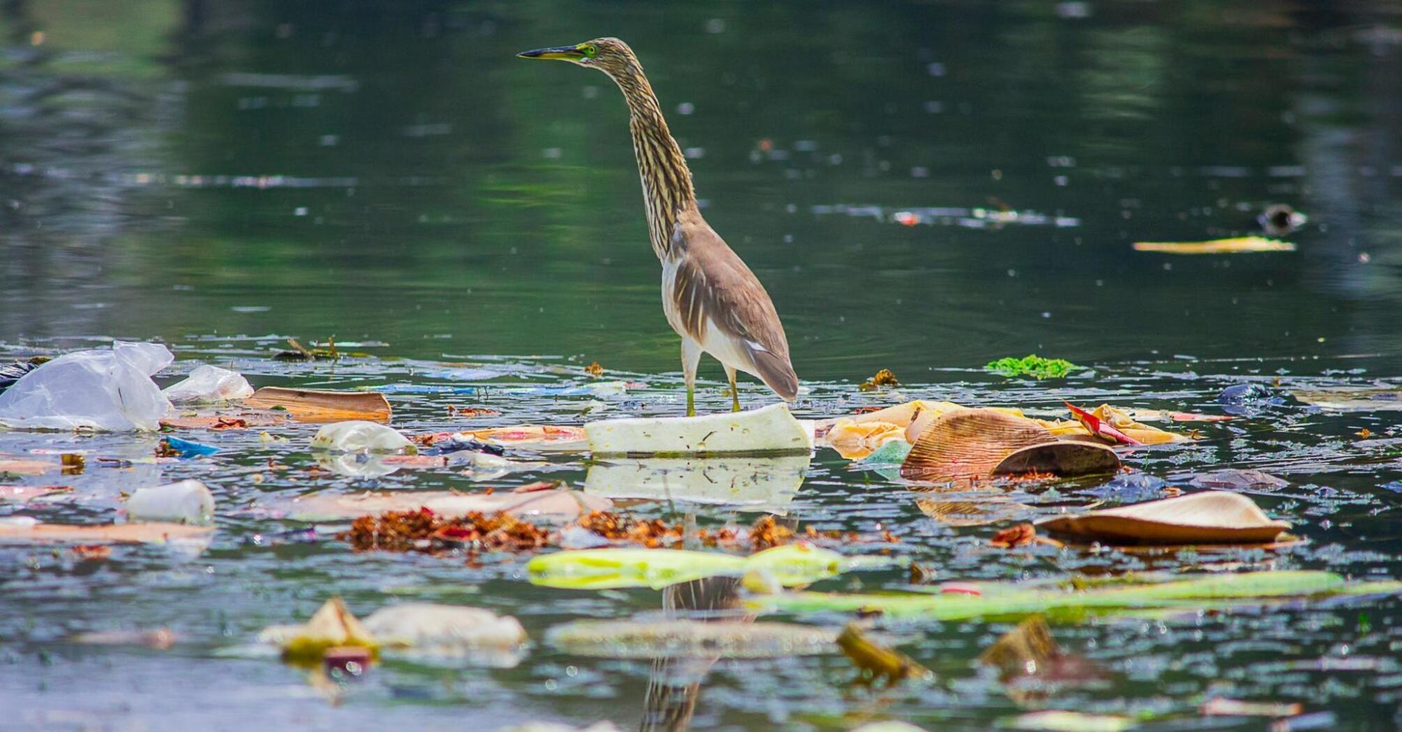 The bird stands on garbage floating in polluted water