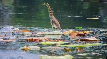 The bird stands on garbage floating in polluted water
