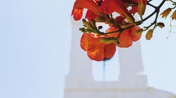 Red flowers in bloom in front of the old Chapel on the Greek Island Skopelos