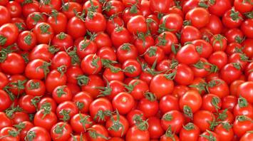 Fresh tomatoes harvested and ready