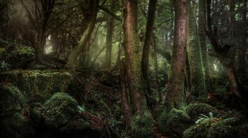 The dark magic of Puzzlewood forest