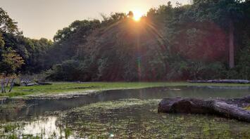 Sunset over a quiet forest lake, reflecting the rays on the water's surface