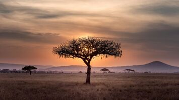 Sunset over the Serengeti in Tanzania