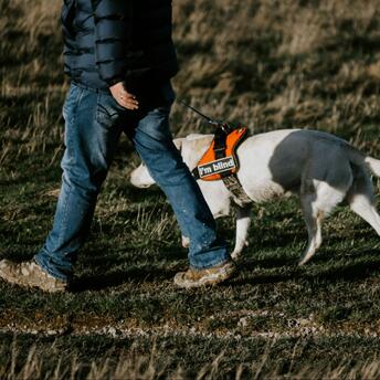 A person walks with a guide dog wearing a harness that says "I'm blind" in a grassy area