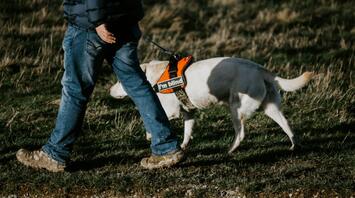 A person walks with a guide dog wearing a harness that says "I'm blind" in a grassy area