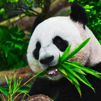 Panda eating bamboo leave