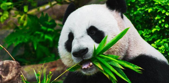 Panda eating bamboo leave