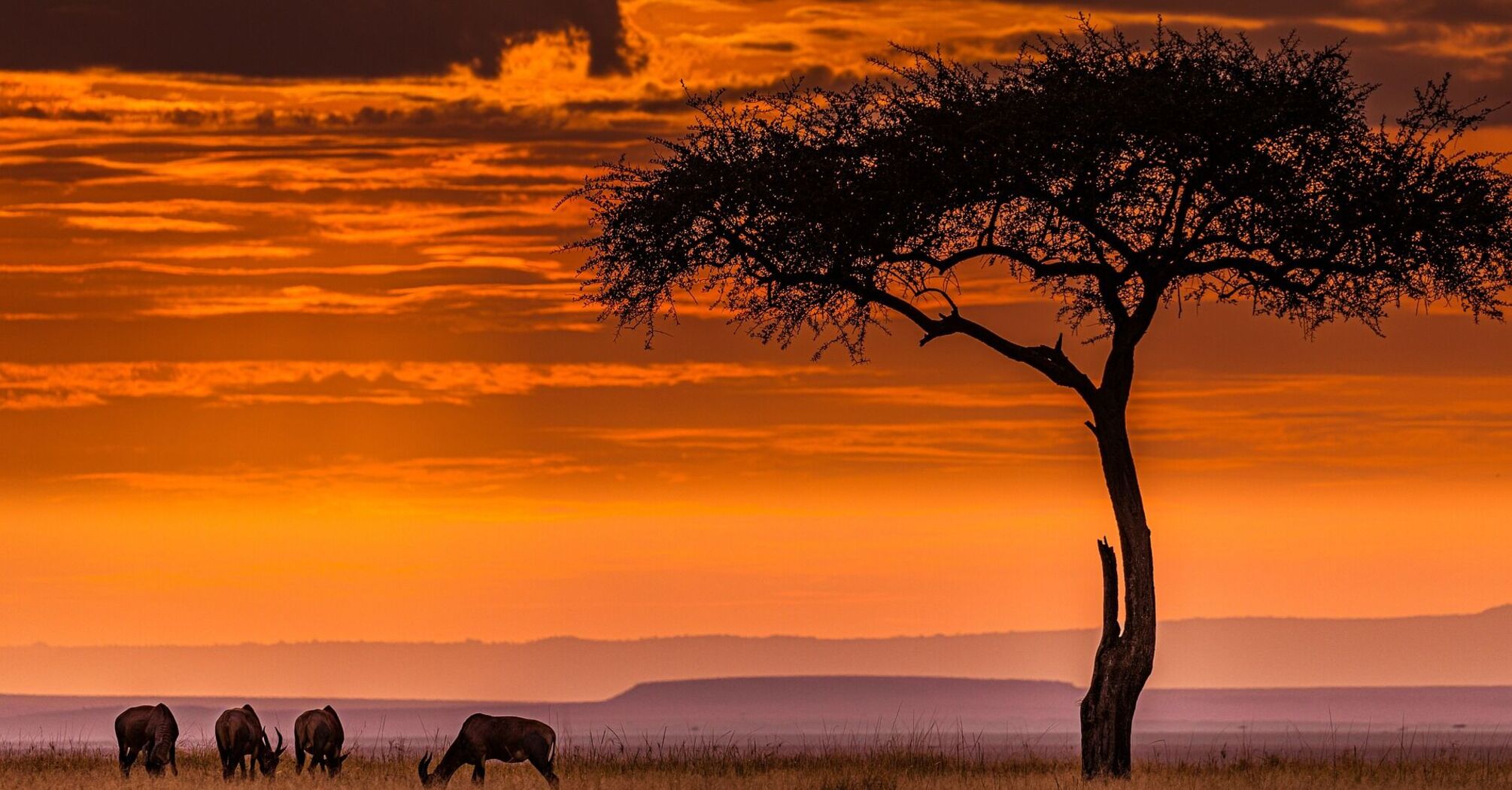 Sunset in the African savanna with grazing animals