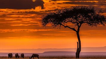 Sunset in the African savanna with grazing animals