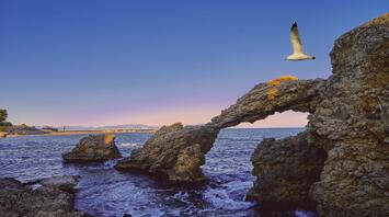 The beach view with a seagull in L'Escala