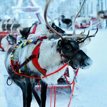Reindeer in colorful harness in snowy Lapland