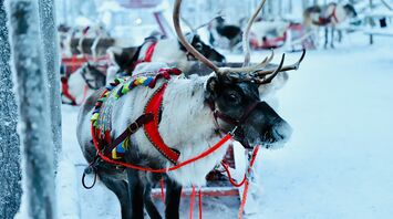 Reindeer in colorful harness in snowy Lapland