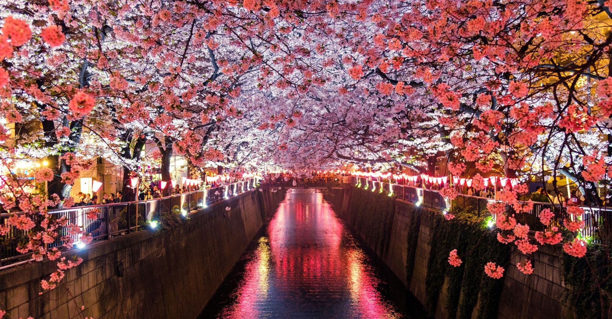 canal between sakura blossom trees