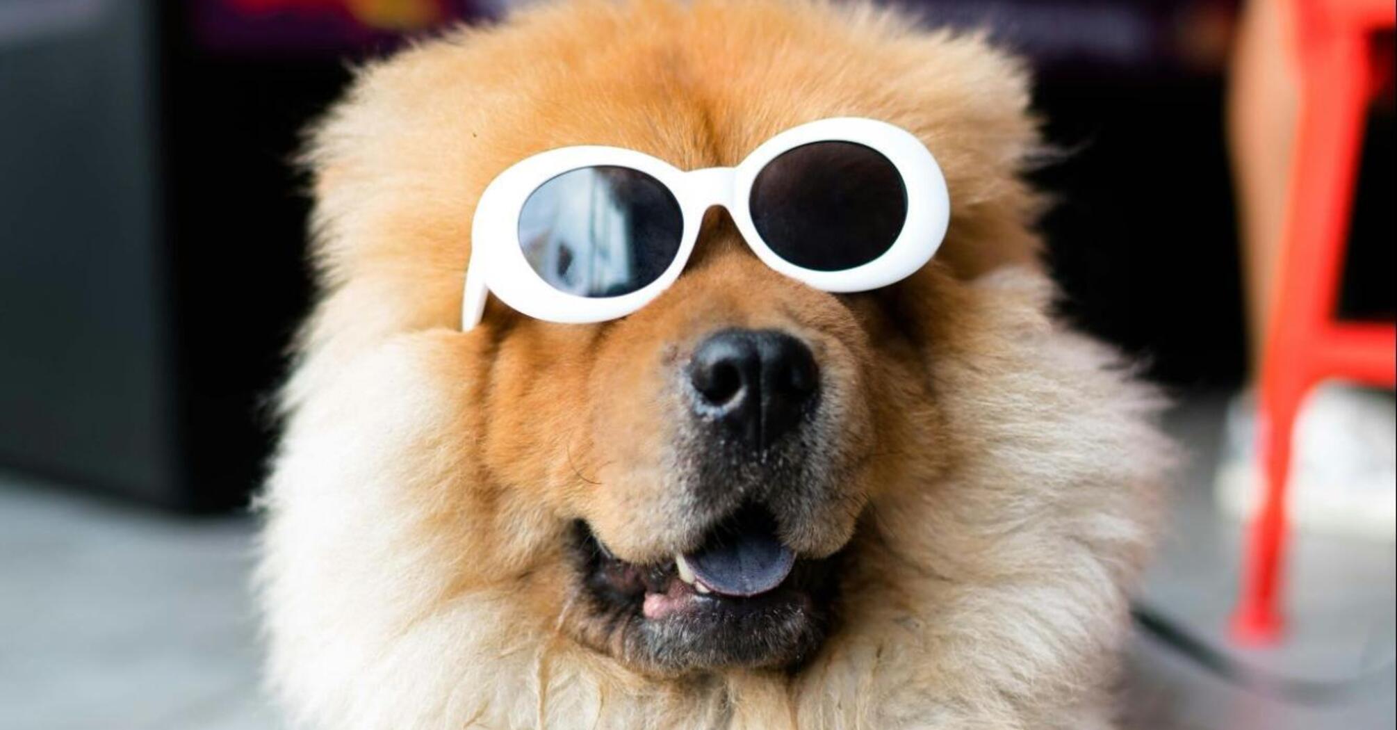 Dog wearing sunglasses in the caffe