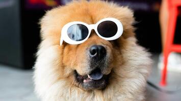 Dog wearing sunglasses in the caffe
