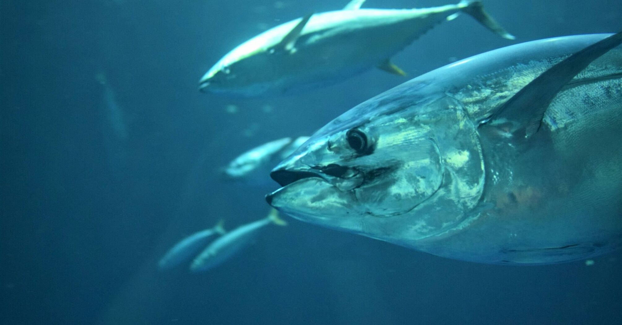 Atlantic bluefin tuna swimming in the ocean