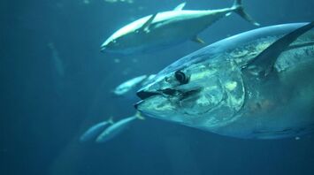 Atlantic bluefin tuna swimming in the ocean