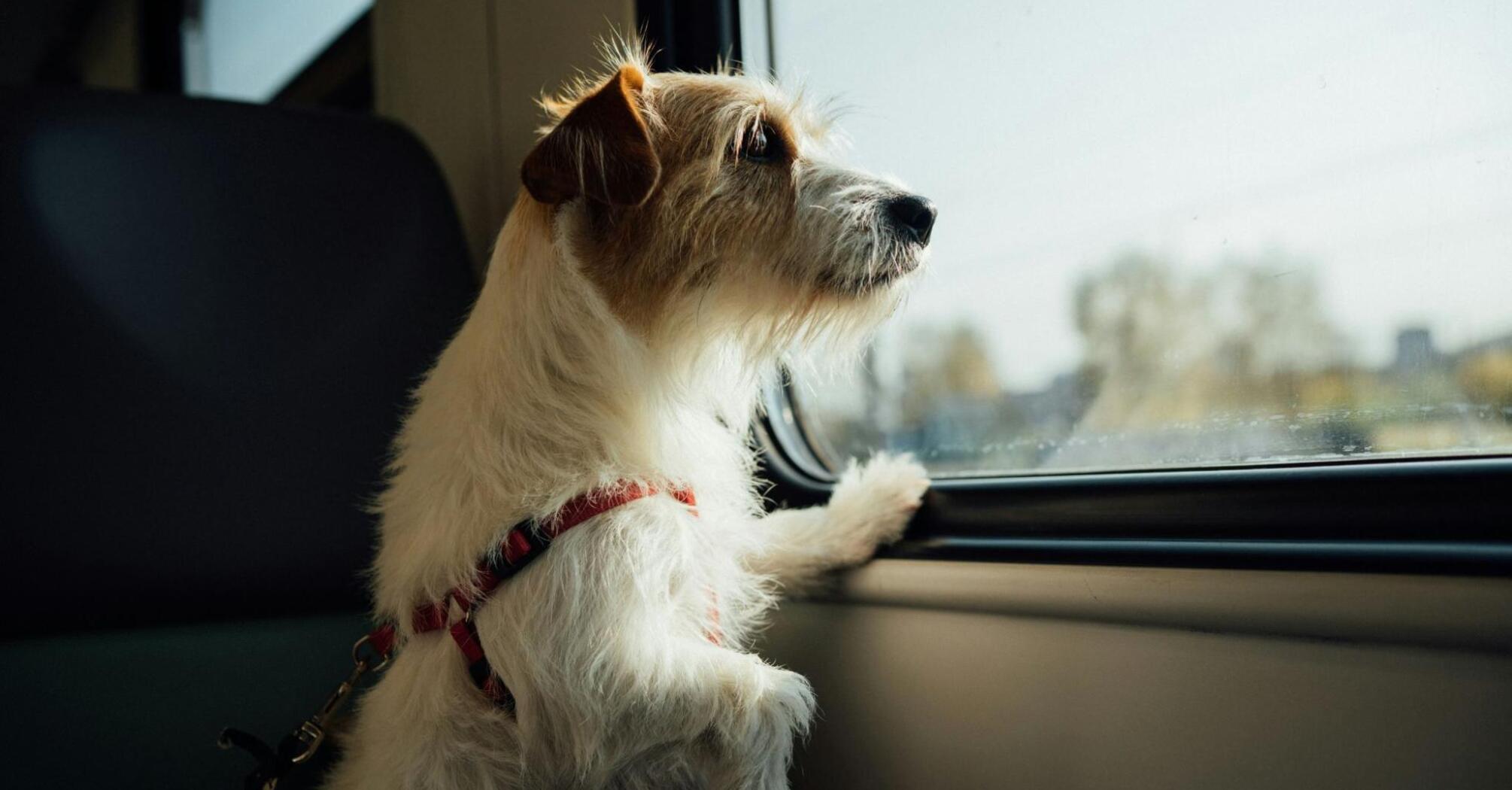 A dog on a train looks out the window enjoying the view