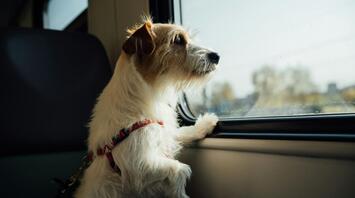 A dog on a train looks out the window enjoying the view