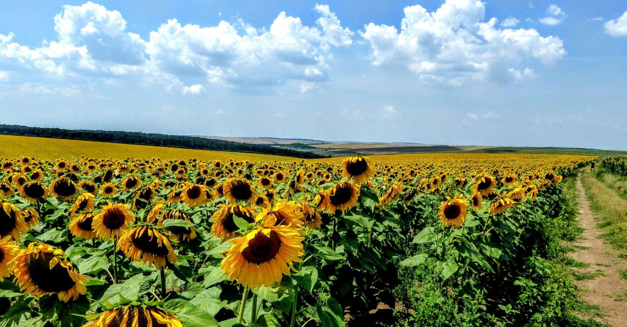 Rural Bulgaria, sunflowers in a small village