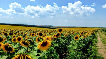 Rural Bulgaria, sunflowers in a small village