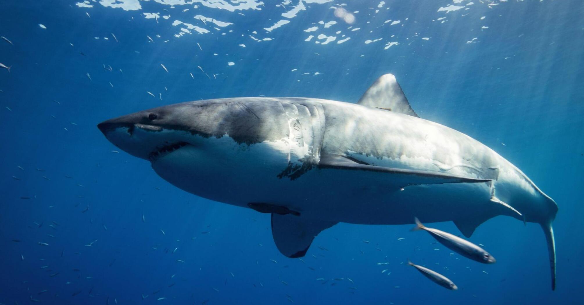 Great White Shark is the most dangerous creature underwater