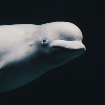 White Beluga Whales