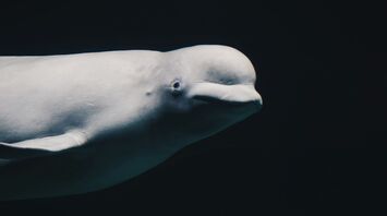 White Beluga Whales