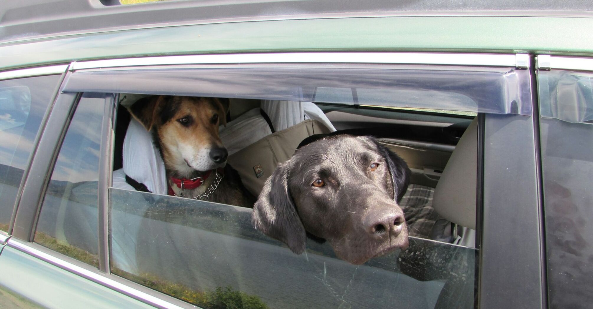 Two dogs looking out of a car window during a road trip